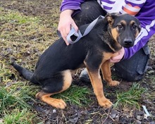 JERONIMO, Hund, Mischlingshund in Slowakische Republik - Bild 4