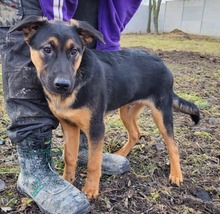 JERONIMO, Hund, Mischlingshund in Slowakische Republik - Bild 5