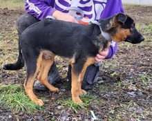 JERONIMO, Hund, Mischlingshund in Slowakische Republik - Bild 6