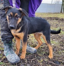 JERONIMO, Hund, Mischlingshund in Slowakische Republik - Bild 7