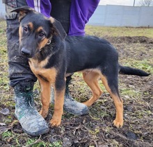 JERONIMO, Hund, Mischlingshund in Slowakische Republik - Bild 8