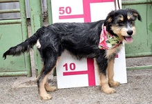 SAKURA, Hund, Mischlingshund in Slowakische Republik - Bild 3