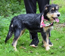 SAKURA, Hund, Mischlingshund in Slowakische Republik - Bild 4