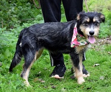 SAKURA, Hund, Mischlingshund in Slowakische Republik - Bild 6