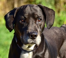 SANTE, Hund, Mischlingshund in Slowakische Republik - Bild 1