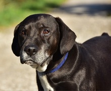 SANTE, Hund, Mischlingshund in Slowakische Republik - Bild 13