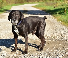 SANTE, Hund, Mischlingshund in Slowakische Republik - Bild 2