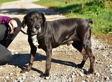 SANTE, Hund, Mischlingshund in Slowakische Republik - Bild 3