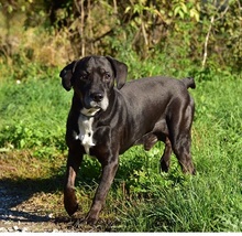 SANTE, Hund, Mischlingshund in Slowakische Republik - Bild 4