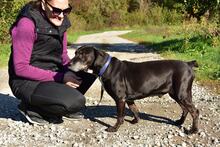 SANTE, Hund, Mischlingshund in Slowakische Republik - Bild 7