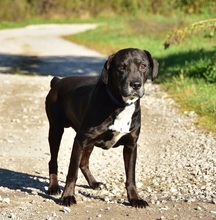 SANTE, Hund, Mischlingshund in Slowakische Republik - Bild 8