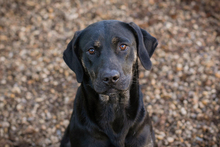 CLEO, Hund, Mischlingshund in Kroatien - Bild 1