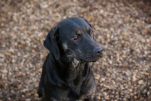 CLEO, Hund, Mischlingshund in Kroatien - Bild 2