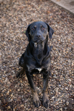 CLEO, Hund, Mischlingshund in Kroatien - Bild 3