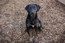 CLEO, Hund, Mischlingshund in Kroatien - Bild 4