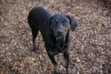 CLEO, Hund, Mischlingshund in Kroatien - Bild 6