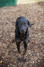 CLEO, Hund, Mischlingshund in Kroatien - Bild 8