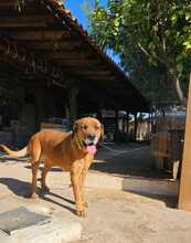 STELLA, Hund, Mischlingshund in Griechenland - Bild 3