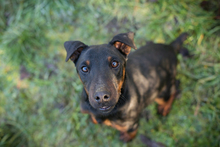 WOODY, Hund, Terrier-Mix in Kroatien - Bild 1