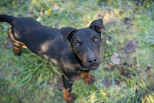 WOODY, Hund, Terrier-Mix in Kroatien - Bild 2