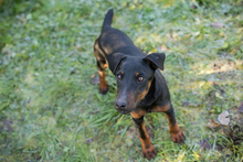 WOODY, Hund, Terrier-Mix in Kroatien - Bild 3