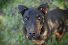 WOODY, Hund, Terrier-Mix in Kroatien - Bild 4