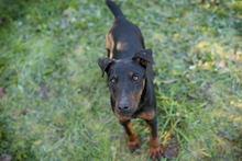 WOODY, Hund, Terrier-Mix in Kroatien - Bild 5