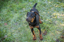 WOODY, Hund, Terrier-Mix in Kroatien - Bild 6