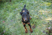 WOODY, Hund, Terrier-Mix in Kroatien - Bild 7