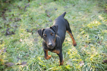 WOODY, Hund, Terrier-Mix in Kroatien - Bild 8