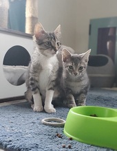 LIAM, Katze, Europäisch Kurzhaar in Spanien - Bild 10
