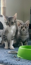LIAM, Katze, Europäisch Kurzhaar in Spanien - Bild 11