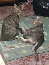 LIAM, Katze, Europäisch Kurzhaar in Spanien - Bild 12