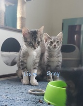LIAM, Katze, Europäisch Kurzhaar in Spanien - Bild 7