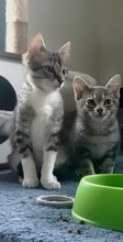 LIAM, Katze, Europäisch Kurzhaar in Spanien - Bild 8