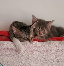 LIAM, Katze, Europäisch Kurzhaar in Spanien - Bild 9