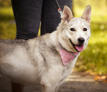 SAVANAY132, Hund, Mischlingshund in Slowakische Republik - Bild 1