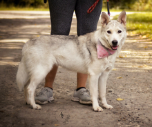 SAVANAY132, Hund, Mischlingshund in Slowakische Republik - Bild 2