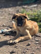 SILVIA, Hund, Mischlingshund in Spanien - Bild 1