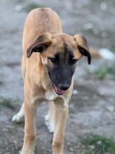 SILVIA, Hund, Mischlingshund in Spanien - Bild 2