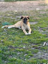 SILVIA, Hund, Mischlingshund in Spanien - Bild 3