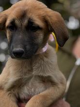 SILVIA, Hund, Mischlingshund in Spanien - Bild 4