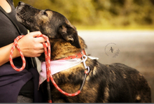 JENNYY136, Hund, Deutscher Schäferhund in Slowakische Republik - Bild 4