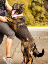 JENNYY136, Hund, Deutscher Schäferhund in Slowakische Republik - Bild 5