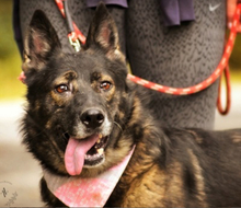 JENNYY136, Hund, Deutscher Schäferhund in Slowakische Republik - Bild 6