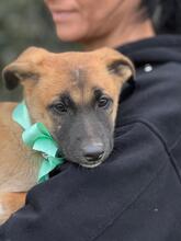 TOMILLO, Hund, Mischlingshund in Spanien - Bild 10