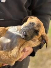 TOMILLO, Hund, Mischlingshund in Spanien - Bild 13