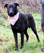 HETTY, Hund, Mischlingshund in Slowakische Republik - Bild 1