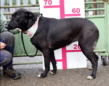 HETTY, Hund, Mischlingshund in Slowakische Republik - Bild 11