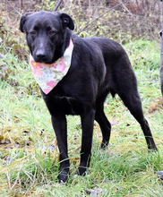 HETTY, Hund, Mischlingshund in Slowakische Republik - Bild 13